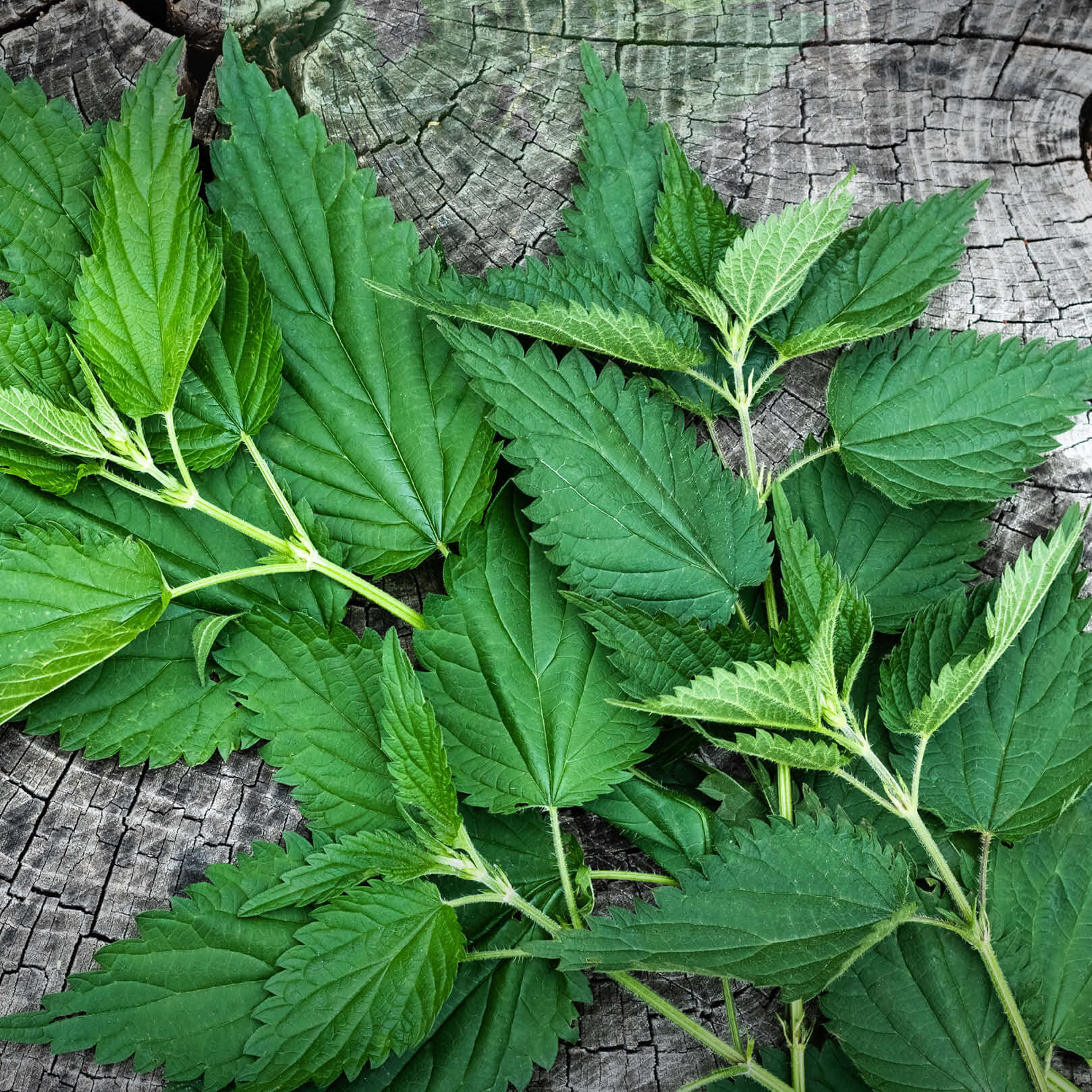 Frische Brennnesselblätter nach der Ernte - saftig grüne Urtica dioica Blätter auf rustikalem Holzuntergrund Brennnesselblätter - BIO Brennnesseltee