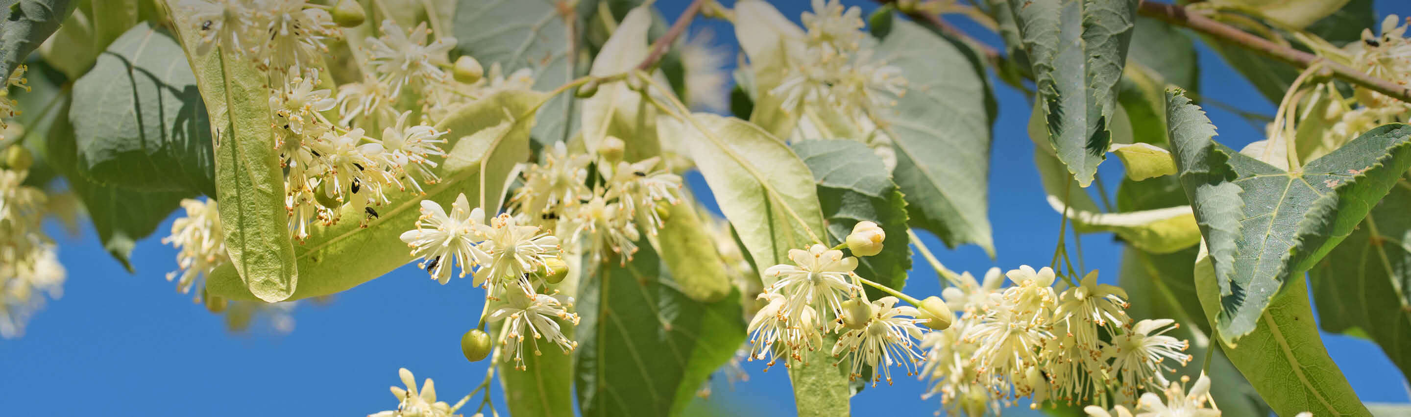 Blühende Linde mit cremefarbenen Blüten vor blauem Himmel - Tilia Argentea in voller Blütenpracht Linde in Blüte - traditionsreicher Baum | EDEL KRAUT