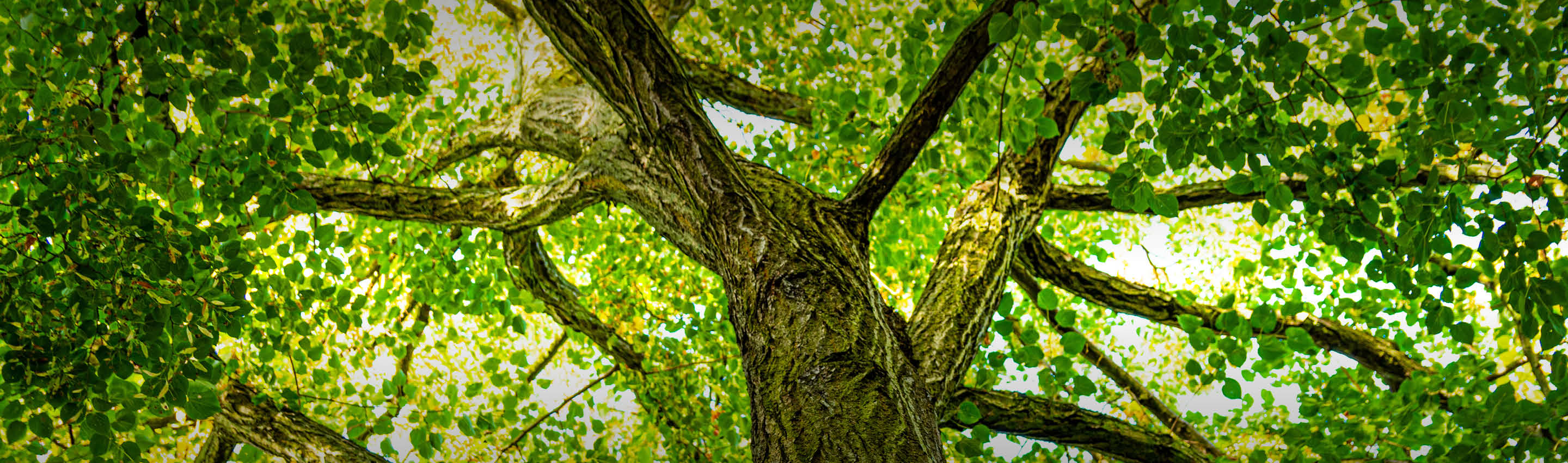 Majestätischer Lindenbaum von unten - ausladende Baumkrone der Tilia Argentea im Sonnenlicht Lindenbaum in voller Pracht - Natursymbol | EDEL KRAUT