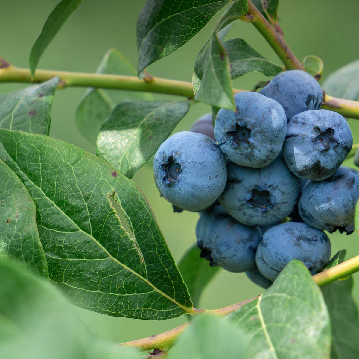 Vaccinium myrtillus aus kontrolliert biologischem Anbau - reife Heidelbeeren und glänzende Blätter der Heidekrautgewächse-Pflanze im Detail. Vaccinium myrtillus aus kontrolliert biologischem Anbau - reife Heidelbeeren und glänzende Blätter der Heidekrautgewächse-Pflanze im Detail.