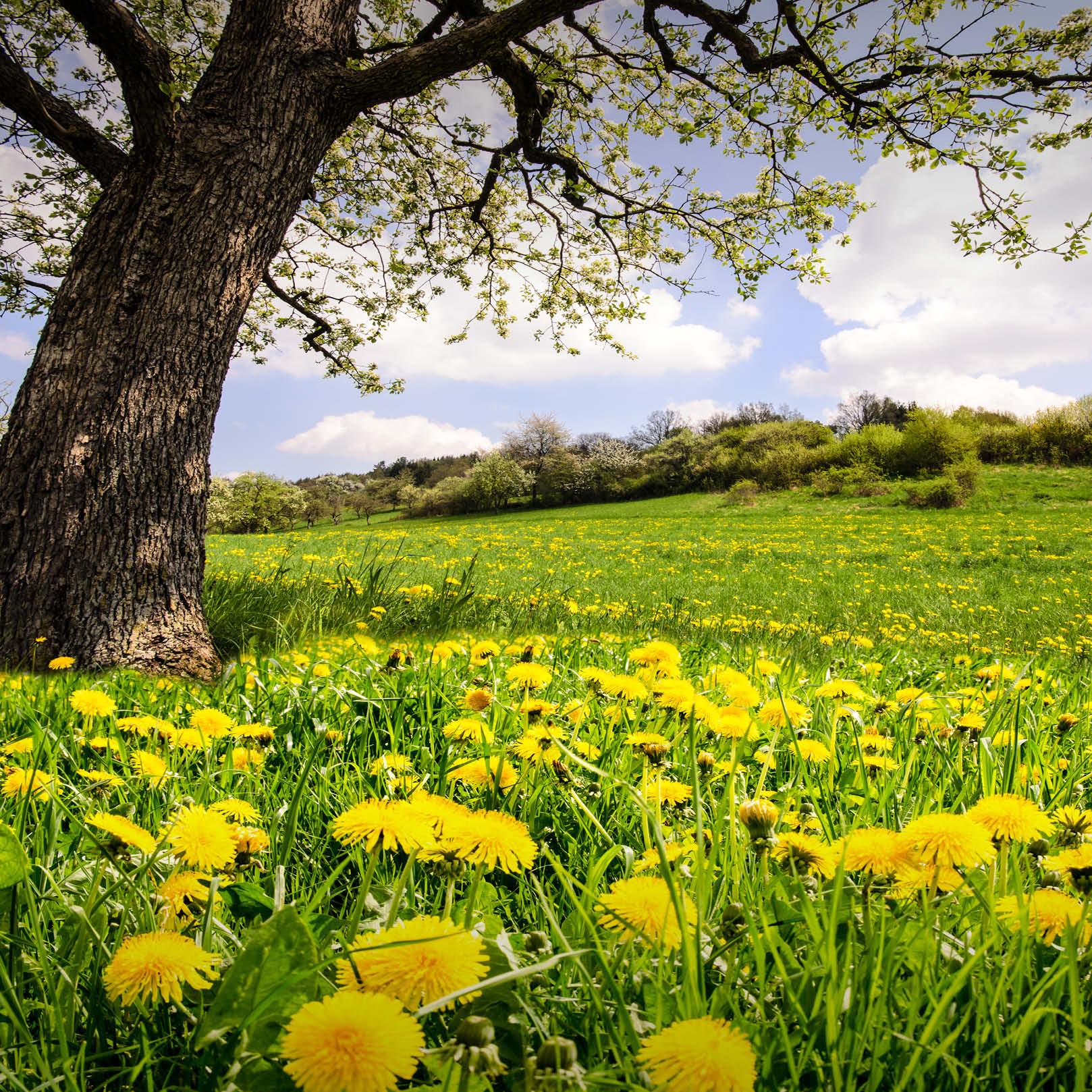 Blühende Löwenzahnwiese im Frühling mit altem Baum in natürlicher Landschaft Löwenzahnwurzel - natürlichen Löwenzahntee kaufen | EDEL KRAUT