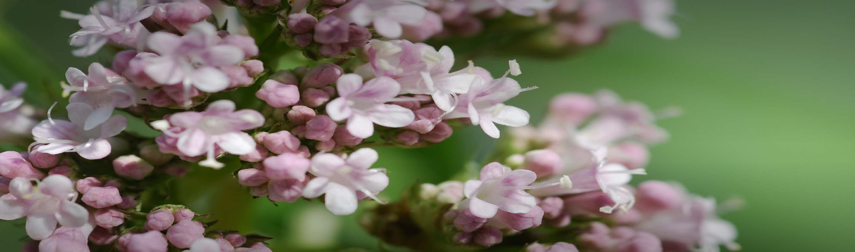 Baldrian – filigrane Blütenpracht bei EDEL KRAUT Nahaufnahme der Baldrianblüte mit zarten rosa-weißen Blüten