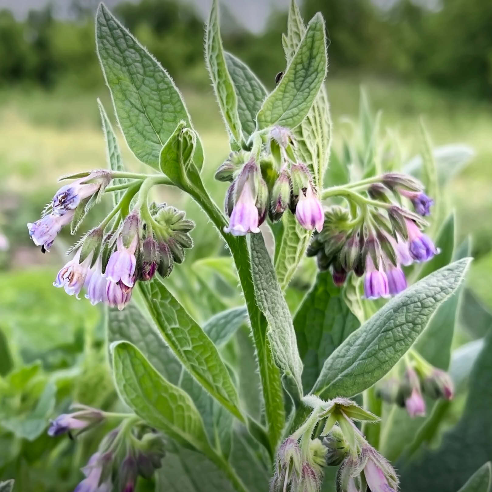 Beinwell in der Blüte - natürlicher Ursprung der Beinwellwurzel | EDEL KRAUT Beinwell in der Blüte - natürlicher Ursprung der Beinwellwurzel | EDEL KRAUT