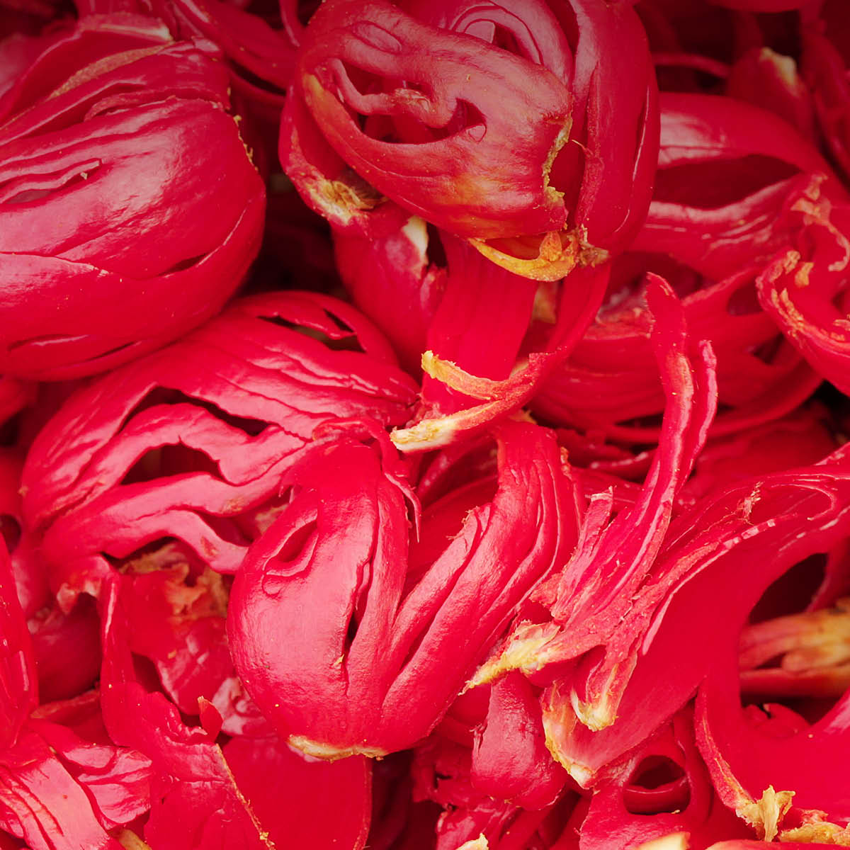 BIO Muskatblüte ganz - Macis - Arillus - EDEL KRAUT Bio Muskatblüte ganz - Macis - Macisblüte - Arillus, der Samenmantel der Muskatnuss, sortenrein in der EDEL KRAUT Manufaktur.
