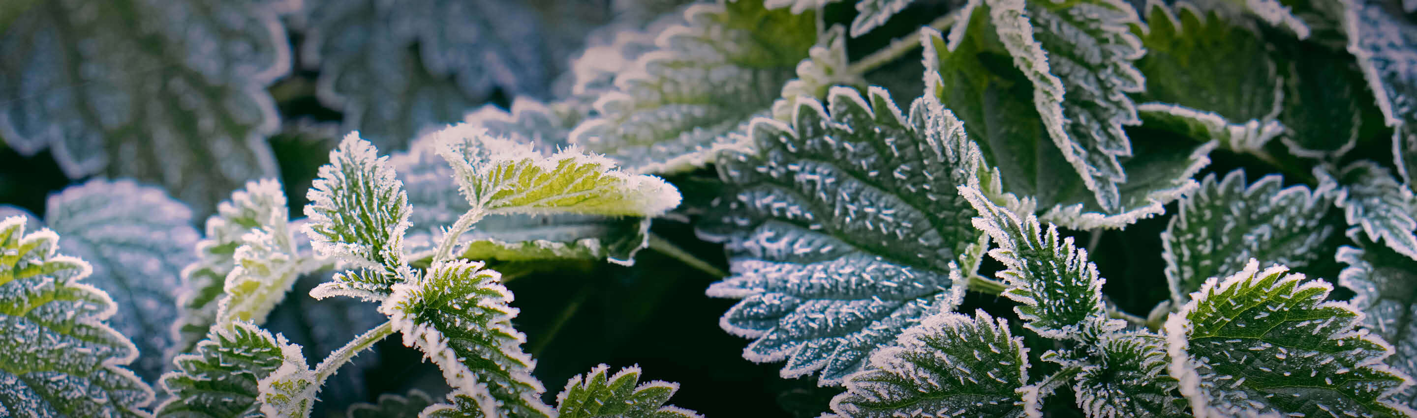 Brennnesselblätter mit Raureif überzogen - winterharte Urtica dioica mit Eiskristallen auf gezähnten Blättern Brennnessel kaufen - robuste Wildpflanze | EDEL KRAUT