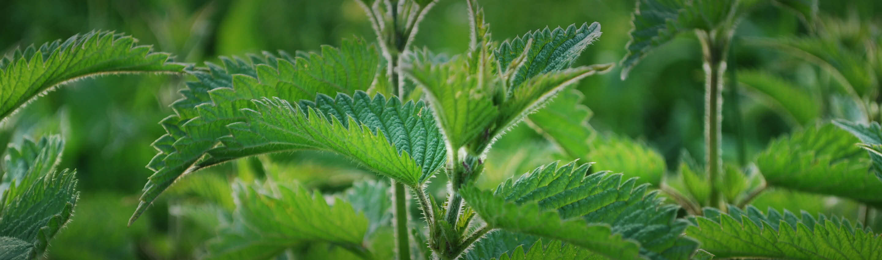 Brennnessel im natürlichen Wachstum - gezähnte Blätter von Urtica dioica mit charakteristischen Brennhaaren Brennnessel - heimisches Wildkraut | EDEL KRAUT