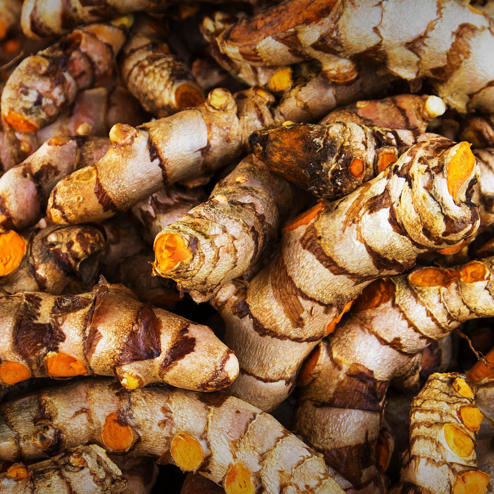 Frische Kurkuma-Wurzeln – Ursprung für das fein gemahlene Bio Kurkuma Pulver Frische Kurkuma-Wurzeln – Ursprung für das fein gemahlene Bio Kurkuma Pulver
