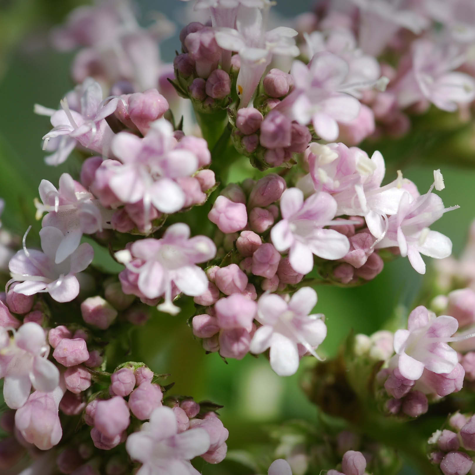Baldrianblüte von EDEL KRAUT – Detailansicht der zarten rosa-weißen Blüten, Symbol für Ruhe und Natur Detailaufnahme Baldrianblüte – zarte rosa-weiße Blüten der Baldrianpflanze, natürliche Ruhe und Schönheit