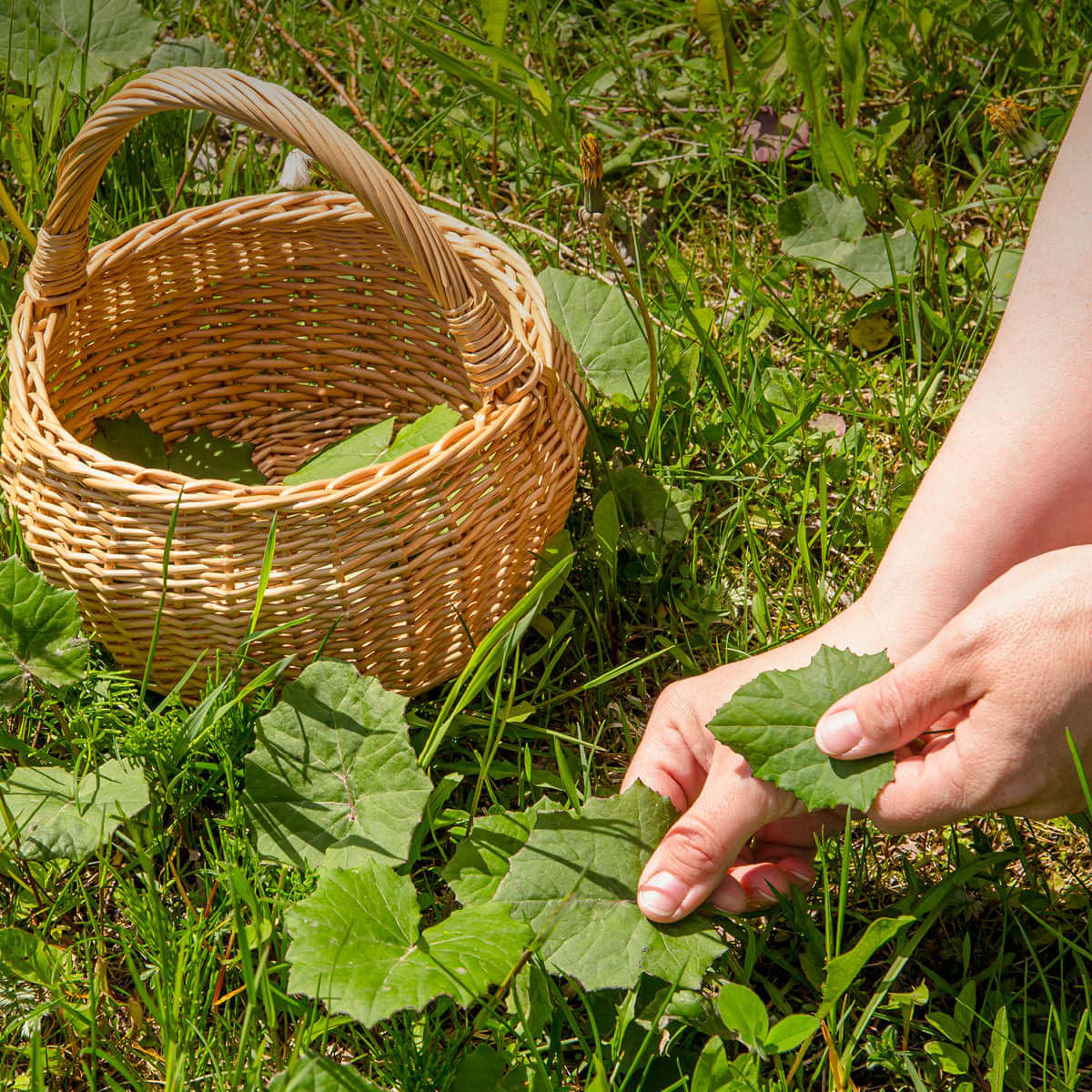 Huflattichblätter BIO - frisch von Hand geerntet Frische Huflattichblätter werden mit Sorgfalt von Hand geerntet - klassische Kräuter aus kontrolliert biologischem Anbau für die EDEL KRAUT Manufaktur.