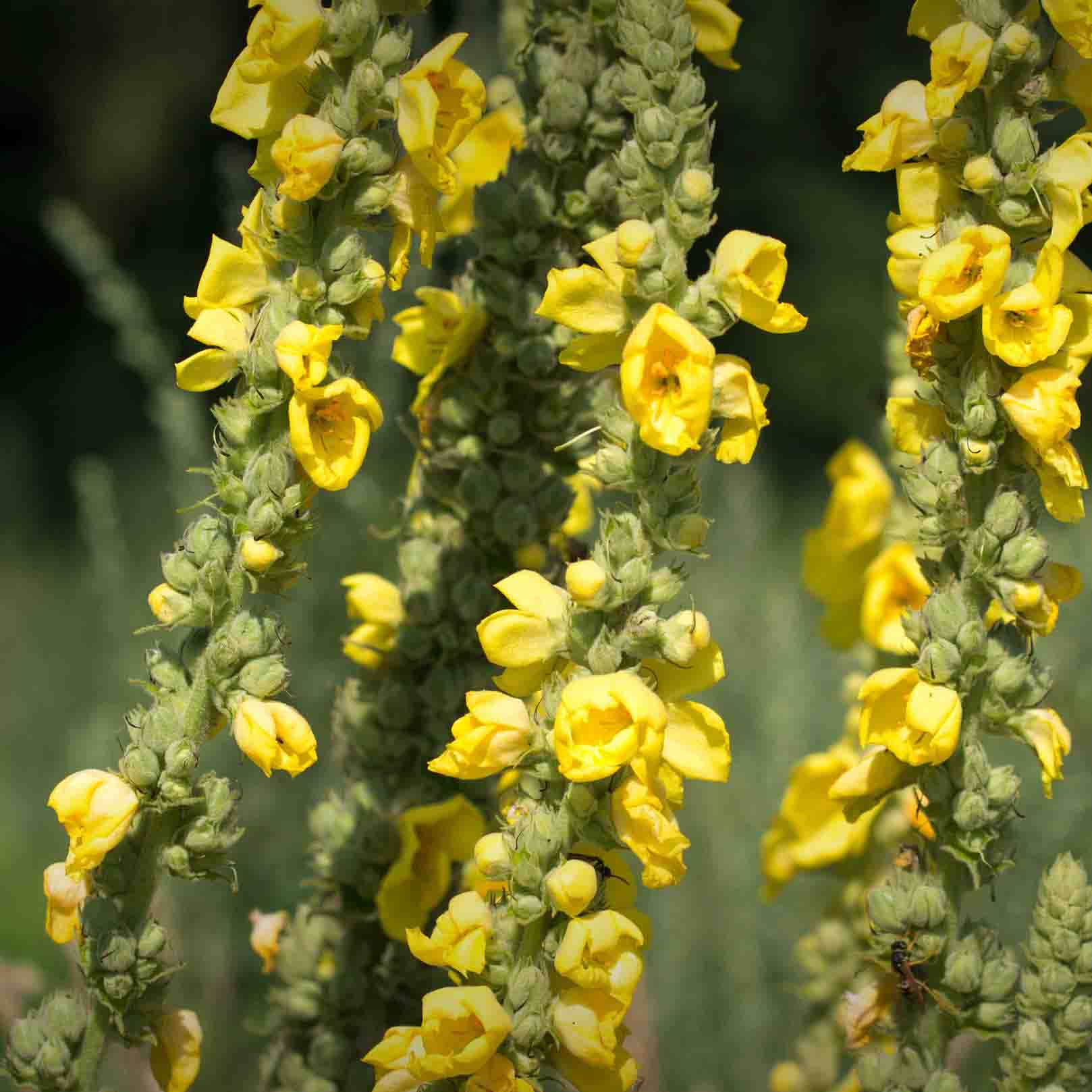 Königskerzenblüten im natürlichen Wachstum - gelbe Blüten von Verbascum thapsus in Bio-Qualität BIO Königskerzenblüten - natürliche Herkunft | EDEL KRAUT