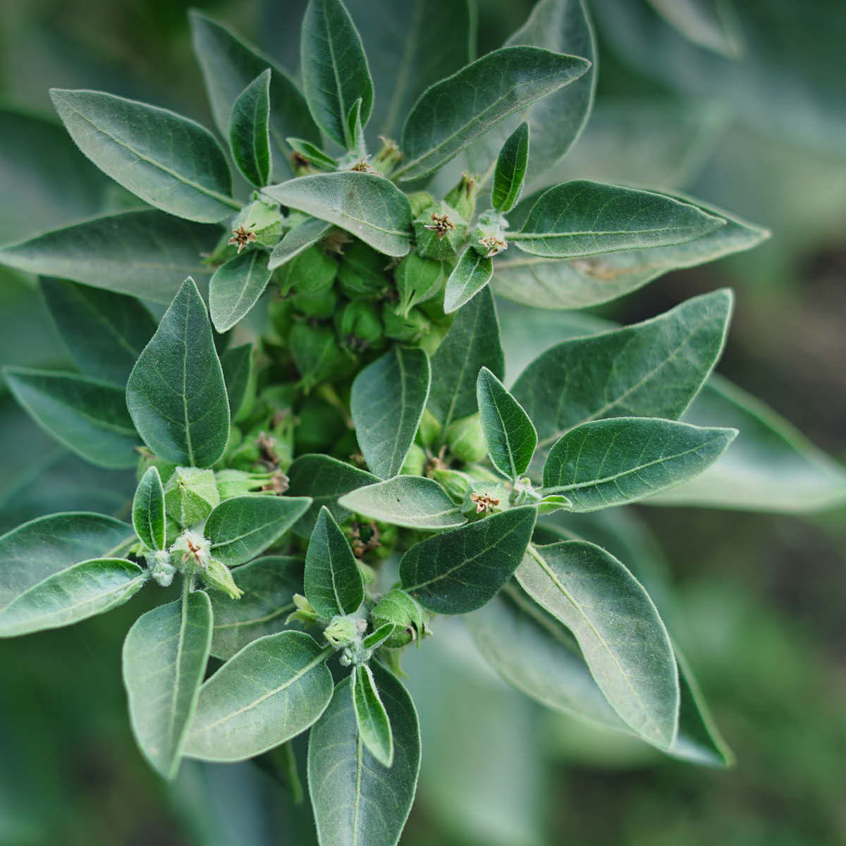 Frische Ashwagandha-Pflanze (Withania somnifera) mit grünen Blättern und Beerenkelchen - die Schlafbeere als Wurzel-Lieferant für unser Bio-Pulver.