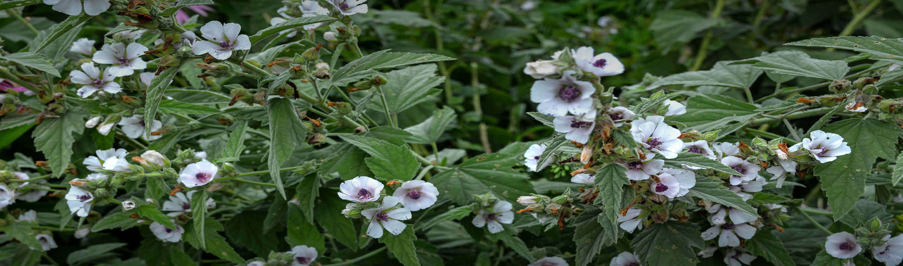 Eibischpflanzen mit weißen Blüten im natürlichen Wachstum - Bio-Anbau der Althaea officinalis für EDEL KRAUT Eibisch im Bio-Anbau - natürliche Herkunft | EDEL KRAUT
