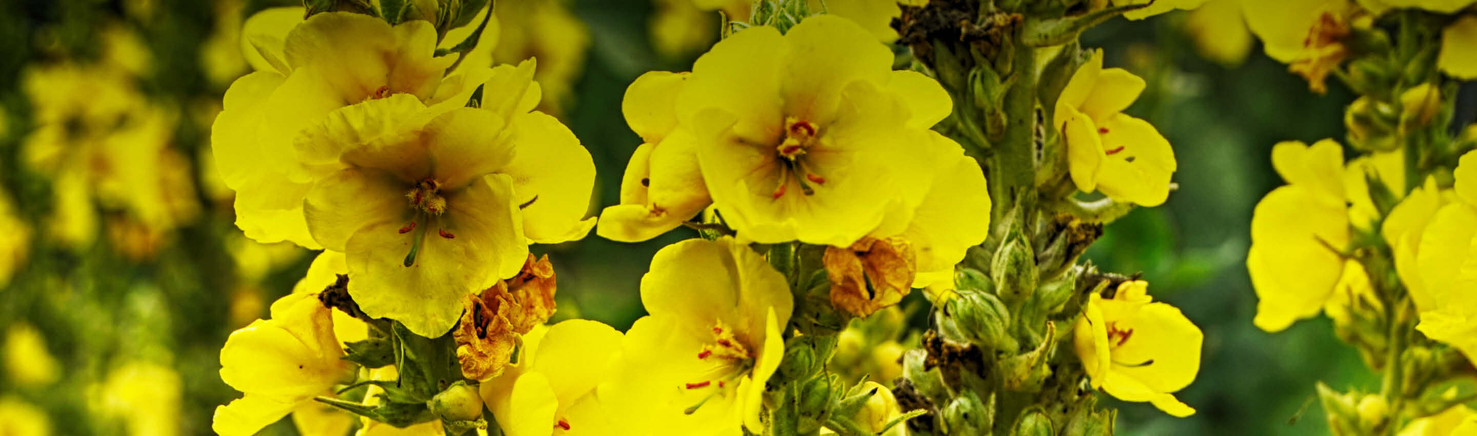 Blühende Königskerze mit leuchtend gelben Blüten - Verbascum thapsus in voller sommerlicher Blütenpracht Königskerze in Blüte - traditionsreiche Pflanze | EDEL KRAUT