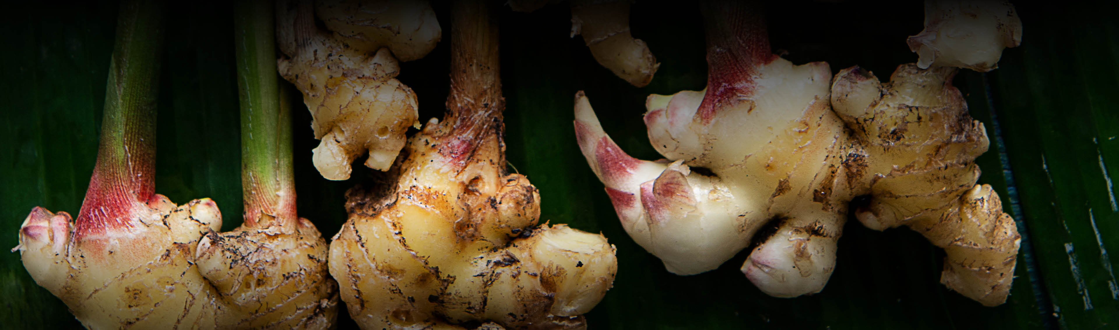 Powerwurzel kaufen | Superfood von EDEL KRAUT Powerwurzel kaufen | Superfood von EDEL KRAUT
